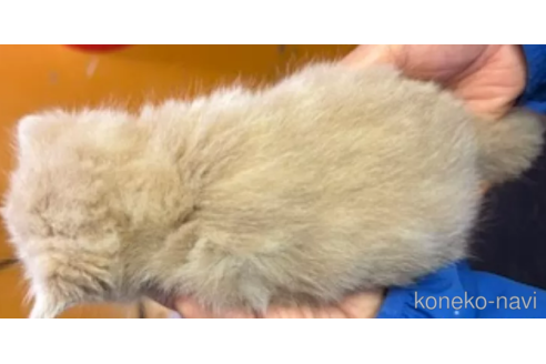 販売中の福島県のブリティッシュロングヘア-114116の2枚目